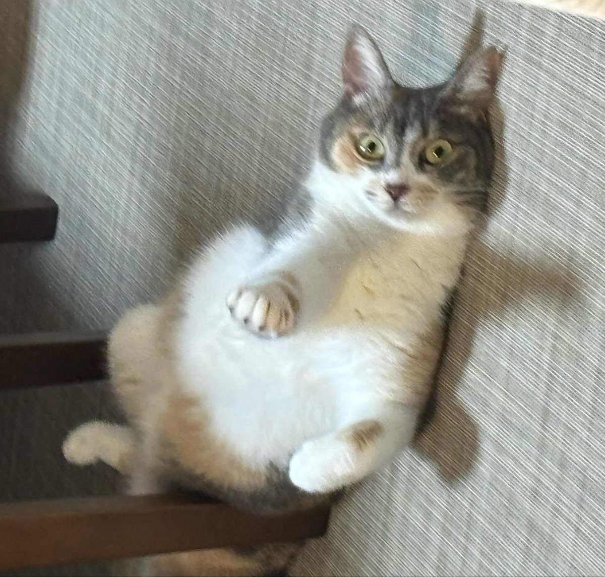 GottsuX's tweet photo. 猫の拳は、音を置き去りにした。
#猫のいる暮らし
#三毛猫 https://t.co/qY9zydpaCn