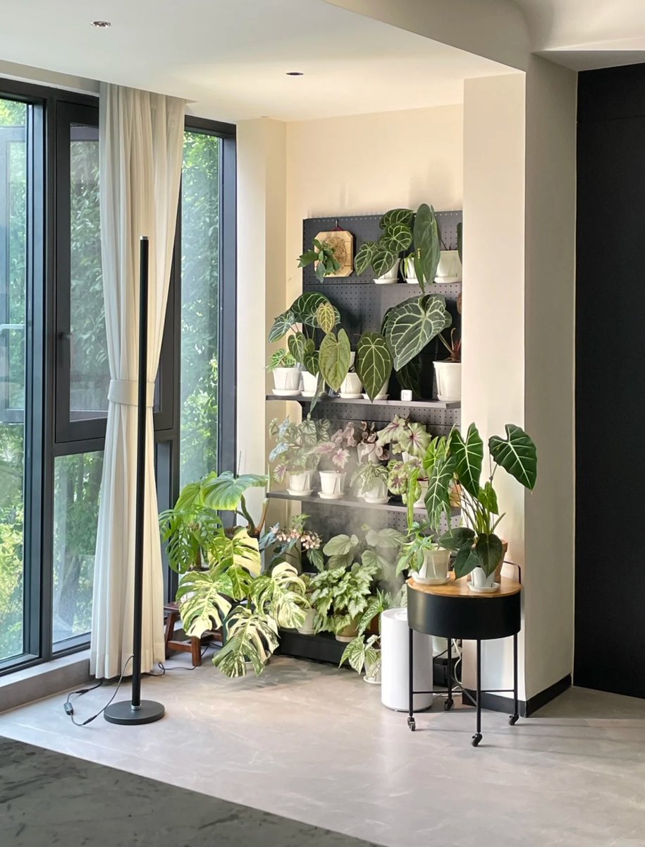 adveh067501's tweet photo. Pro tip for your pothos! Water only when the top 2 inches of soil feel dry, and give it bright indirect light—you’ll see those heart-shaped leaves thrive in no time! https://t.co/IVkHuMszF3