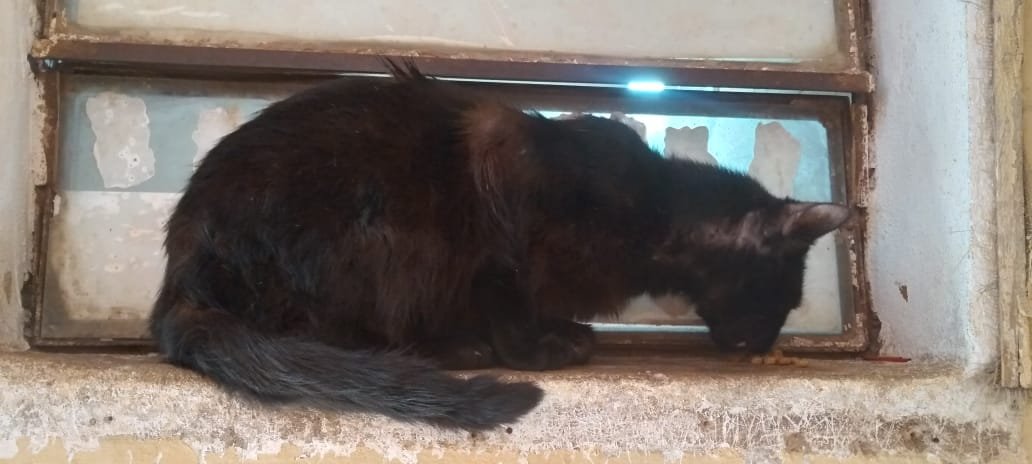 TiFaNiiii's tweet photo. El negrito churro Gronchi se fue a la vete está semana.. 
Está con un problemita de piel y ver qué pasa con su lengüita afuera...
100.000 fue destinado para el.. la próxima semana volverá a ir a la vete.. 
El es uno de mis rescates que fue con compromiso de vete mientras viva ❤️‍🩹 https://t.co/FAnP0U3YFL