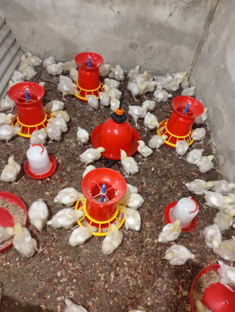 tentagrow1's tweet photo. One thing about raising chicks, you have to keep watching them. 

This setup gives the chicks different points to access their feed, which helps when you have many birds together.

As they grow, the feeders, their height and the overall setup have to be adjusted too.

What feeding method do you use for your chicks

#PoultryFarming #Agriculture #Tentagrow