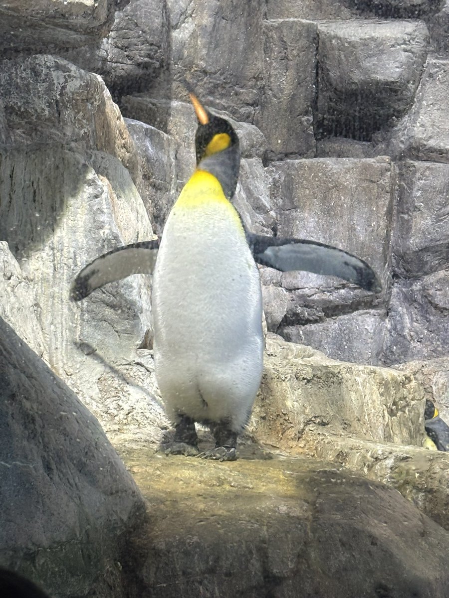 wasedapj_sekai's tweet photo. 9/2は「WPJ旅行」で八景島シーパラダイスに行きました‼️
館内にいる動物や生き物たちがとてもかわいらしく見ててとても癒されました。
特にペンギンはいろいろな種類がいて、種類によって動きが特徴的なところもとてもキュートでした☺️
#wpj
#wpjのセカイ https://t.co/ulKa1BJHKC