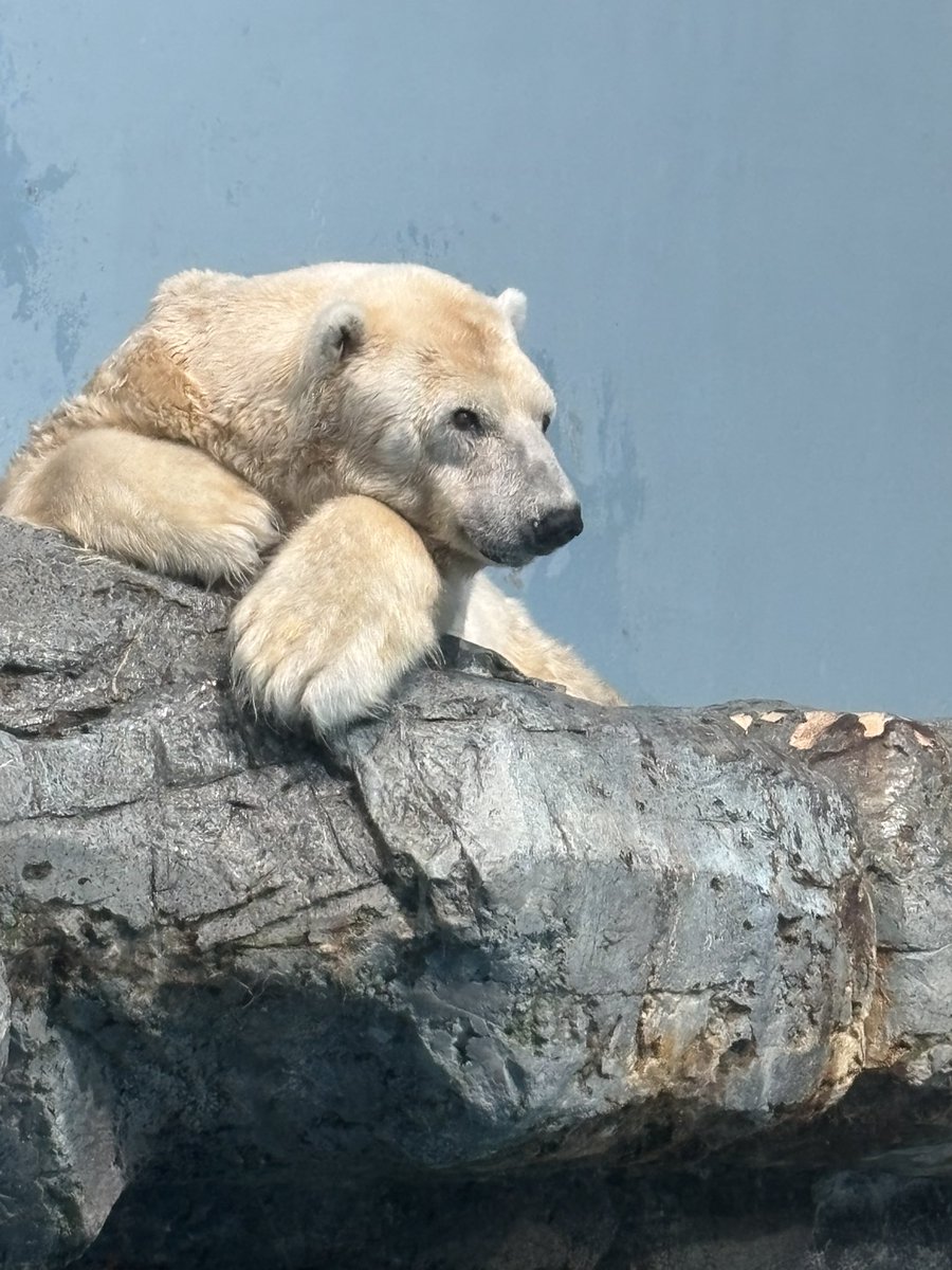 wasedapj_sekai's tweet photo. 9/2は「WPJ旅行」で八景島シーパラダイスに行きました‼️
館内にいる動物や生き物たちがとてもかわいらしく見ててとても癒されました。
特にペンギンはいろいろな種類がいて、種類によって動きが特徴的なところもとてもキュートでした☺️
#wpj
#wpjのセカイ https://t.co/ulKa1BJHKC