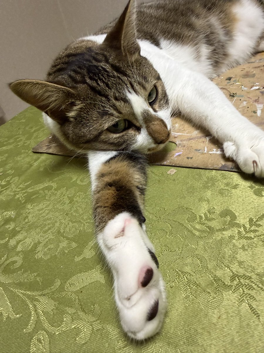 omochi_bell's tweet photo. うちの由季くん

寝方がかわゆいんだ

肩の関節が柔らかいのね

#下敷きボロボロ #猫 #ねっこ #ぬこ https://t.co/T9eg2rz2Q5