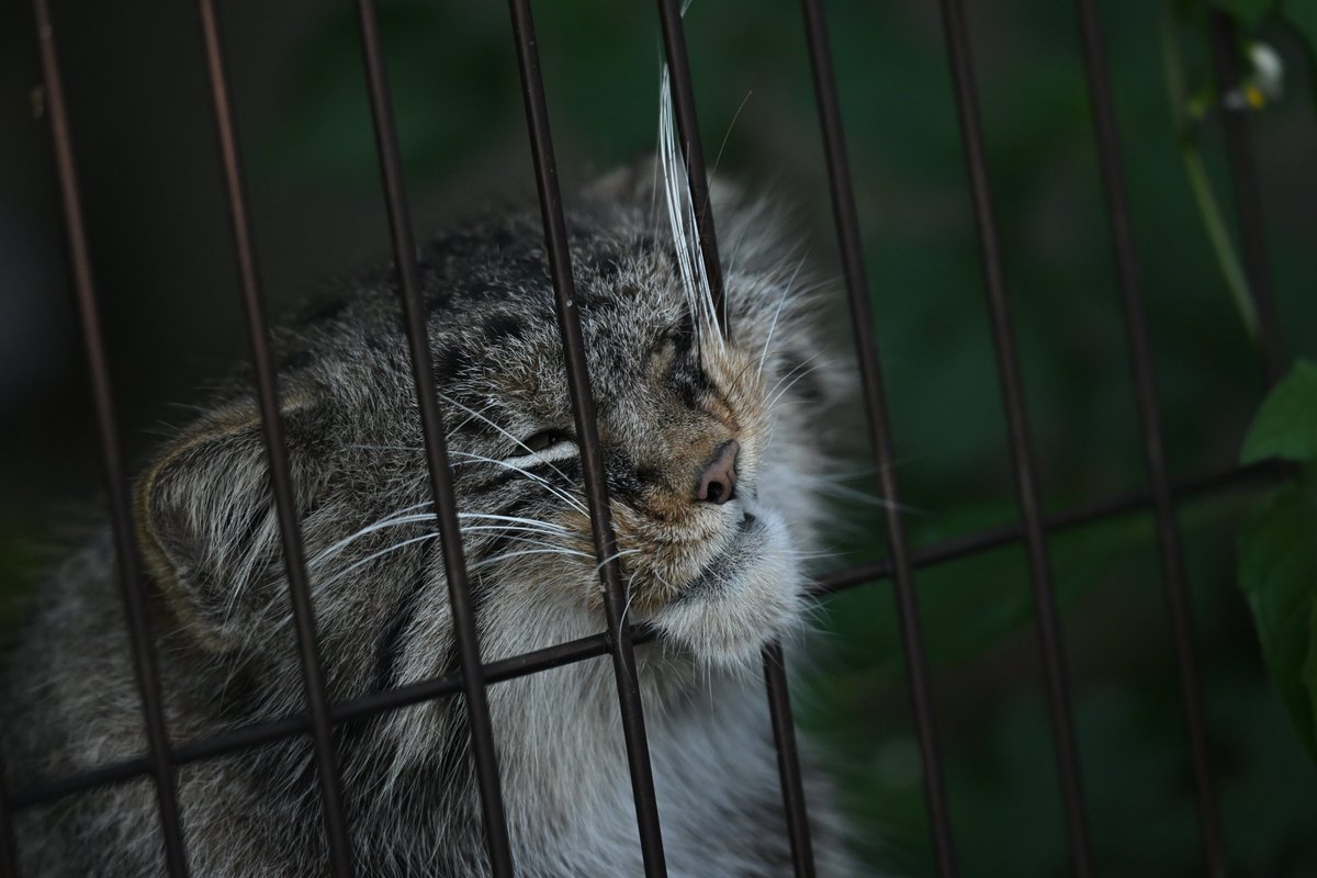 chichenghu30379's tweet photo. ヒデのところに人だかりができていたので行ってみたら、飼育員さんがヒデの檻の真ん前でしゃがんで動画を撮っていました😊
ヒデ、可愛か���た～🤩

#旭山動物園　#マヌルネコ　#ヒデ https://t.co/Kyn6N8oO42