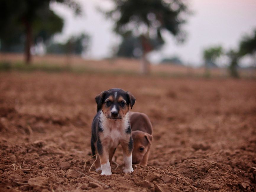 ReactAlvaro's tweet photo. No hace falta ser experto en animales tiernos y curiosos para tener algo interesante que decir; a veces el punto de vista personal aporta más que el dato técnico. ¿Cuál es el tuyo?
#animales #cute https://t.co/SEB7vNBRmP