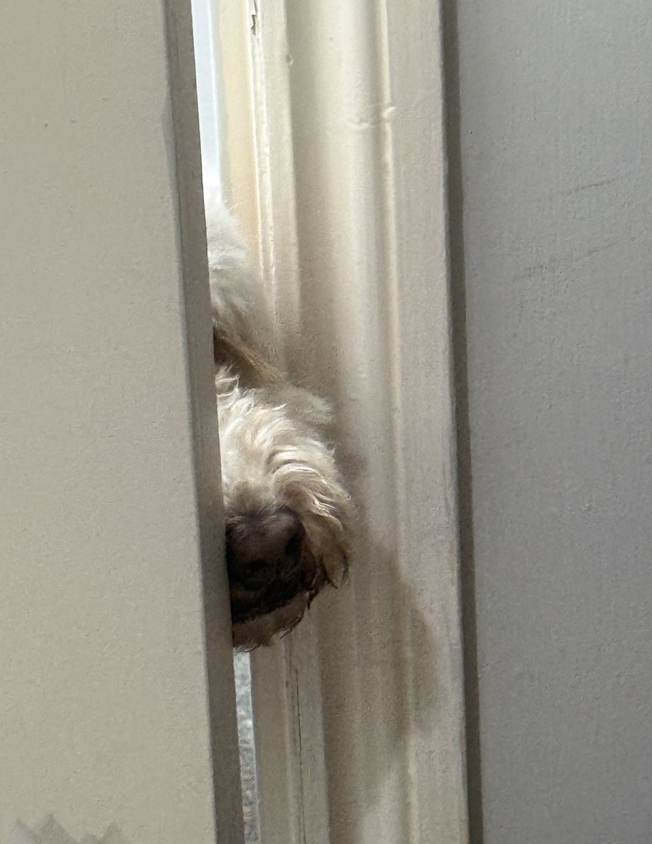 LeelooCockapoo's tweet photo. Has your meeting finished yet? https://t.co/8ggCxXWrZz