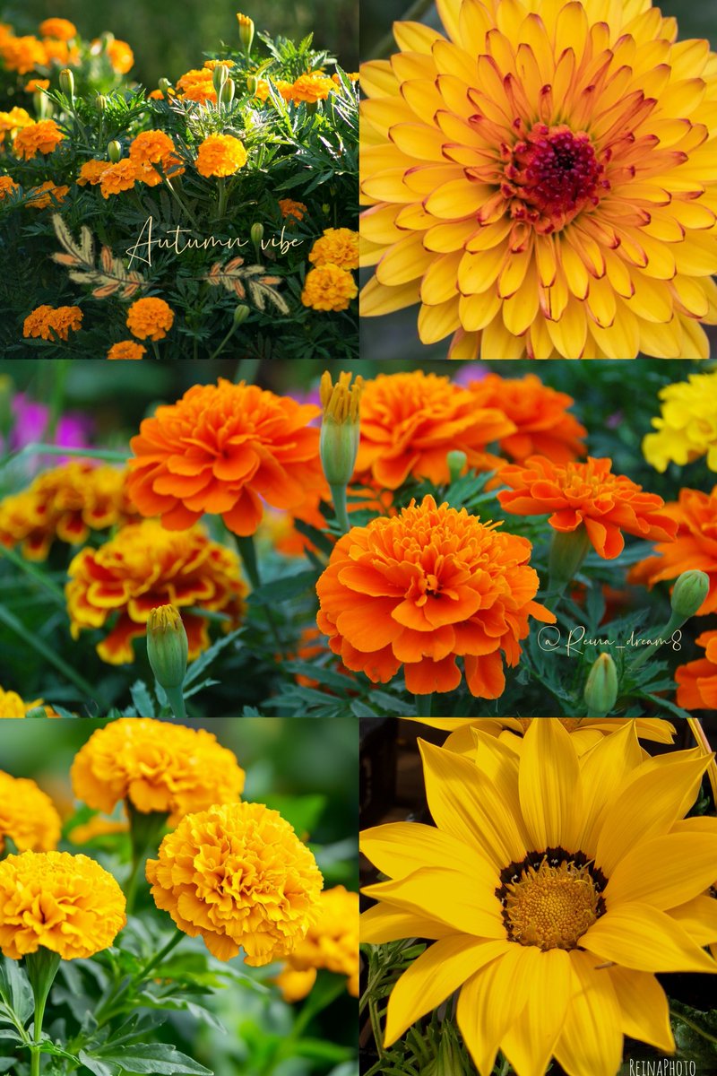 Reina_dream_s's tweet photo. 🍂🌼 秋色に染まる花たち 🌼🍂

オレンジや黄色の花々が咲きそろい
少しずつ秋の気配を感じる季節に🍁✨
太陽のような明るい花に元気をもらって
今日も心に小さな彩りを🌼🧡💛

Reina Photo 📷🌼
Have a beautiful autumn day. 🍂🤍
素敵な秋の一日をお過ごしください😺
#花のある暮らし #ReinaPhoto https://t.co/TzcrBSnF9v