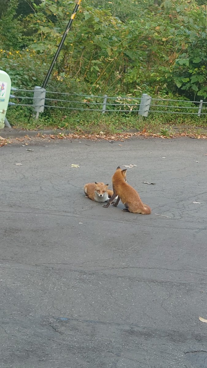 TheKazuyoshi's tweet photo. @FrosterFox Today https://t.co/Elifyzq9Wo