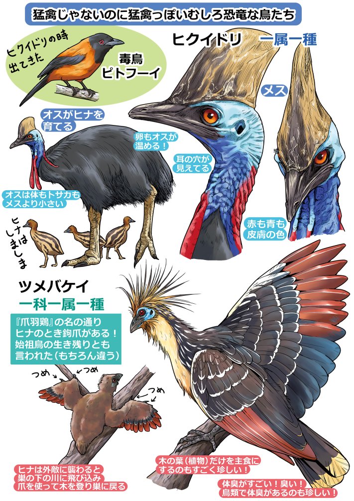 Totsukishiya's tweet photo. ヘビクイワシ・ヒクイドリ・ツメバケイ

#椎名くんの鳥獣百科 https://t.co/0DWrkwSSUP