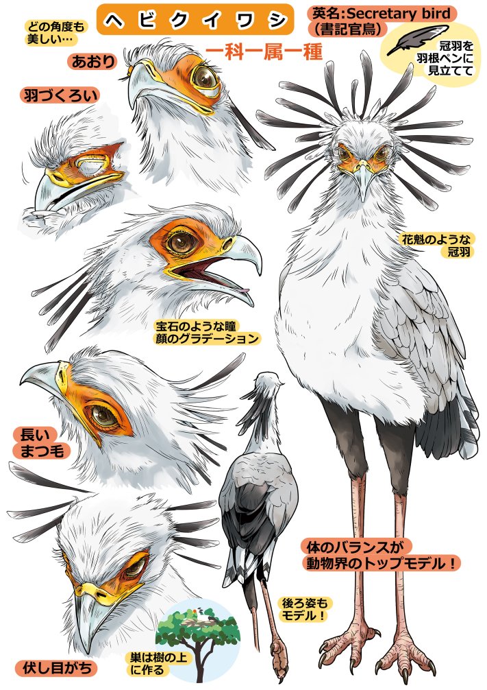 Totsukishiya's tweet photo. ヘビクイワシ・ヒクイドリ・ツメバケイ

#椎名くんの鳥獣百科 https://t.co/0DWrkwSSUP