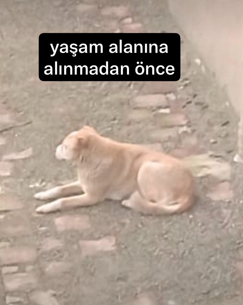 ayse0zer's tweet photo. TOPLA HAPSET NE OLURSA OLSUN YAKLAŞIMI KABUL EDİLEMEZ !

SESSİZ KALMAK ORTAK OLMAKTIR ! 

CİMER METNİ
Konu: Ömerli Doğal Yaşam Alanı’ndaki ağır bakım ve tedavi ihmalleri hakkında acil denetim, delillerin korunması ve soruşturma talebi

Çekmeköy’de mahalle sakinlerince bakılan ve saldırganlığı bulunmadığı belirtilen “Sarı Kız” isimli köpek, toplanarak Ömerli Doğal Yaşam Alanı’na götürülmüştür. Toplamanın hukuki gerekçesi ile yakalama tutanağı, veteriner değerlendirmesi ve tesise kabul kayıtlarının incelenmesini talep ediyorum.

Tesise götürülmesinden yalnızca üç hafta sonra çekilen ve ekte sunulan fotoğraflarda Sarı Kız’ın belirgin biçimde zayıfladığı, ishal olduğu, bitkin hâlde yattığı ve acil veteriner müdahalesine ihtiyaç duyduğu görülmektedir. Ayrıca 10–15 köpeğin aynı bölmelerde tutulduğu, güçlü hayvanların küçük ve güçsüz olanlara saldırabildiği ve en az bir köpeğin ağır yaralandığı gözlemlenmiştir. Ziyaretçilerin başka hayvanların da açlık, hastalık, yaralanma ve bakım yetersizliğine ilişkin çok sayıda benzer bildirimi bulunması, münferit değil sistematik bir ihmal ihtimalini ortaya koymaktadır.

İddiaların ve delillerin; 5199 sayılı Hayvanları Koruma Kanunu’nun 4, 6 ve 14’üncü maddeleri ile Hayvanların Korunması Hakkında Uygulama Yönetmeliği kapsamında incelenmesi gerekmektedir. Hayvanların aç, susuz, tedavisiz veya birbirlerine zarar verebilecekleri koşullarda bırakılması ve sorumluların müdahale imkânına rağmen gerekli önlemleri almaması; fiilin niteliğine göre 5199 sayılı Kanun ile TCK m.257 kapsamında hukuki ve cezai sorumluluk doğurabilecektir. Suç şüphesi belirlenmesi hâlinde TCK m.279’daki bildirim yükümlülüğü de gözetilmelidir.

Bu kapsamda;

1. Sarı Kız’ın derhâl resmî veya bağımsız veteriner hekimce muayene edilerek tedavisinin başlatılmasını ve güvenli bir bölmeye alınmasını,
2. Tesisteki tüm hayvanların beslenme, su, sağlık, yaralanma, ölüm ve barındırma koşulları yönünden habersiz ve kapsamlı biçimde denetlenmesini,
3. Sarı Kız’a ait yakalama, kabul, tartım, muayene ve tedavi kayıtları ile kamera görüntüleri; mama alım-dağıtım, ölüm/çıkış kayıtları ve personel çizelgelerinin silinme veya değiştirilme ihtimaline karşı derhâl muhafaza altına alınmasını,
4. Hayvan yoğunluğu, kafes kapasitesi ile büyük-küçük ve hasta-sağlıklı hayvanların ayrılıp ayrılmadığının uzman heyetçe incelenmesini,
5. İhmali veya mevzuata aykırı işlemi bulunan yönetici ve diğer sorumlular hakkında idari soruşturma başlatılmasını,
6. Suç şüphesi oluşması hâlinde başvuru ve delillerin CMK m.158 kapsamında yetkili Cumhuriyet Başsavcılığına iletilmesini,
7. Denetim tutanağı, yapılan işlemler ve sonuç hakkında tarafıma gerekçeli bilgi verilmesini saygılarımla arz ve talep ederim.