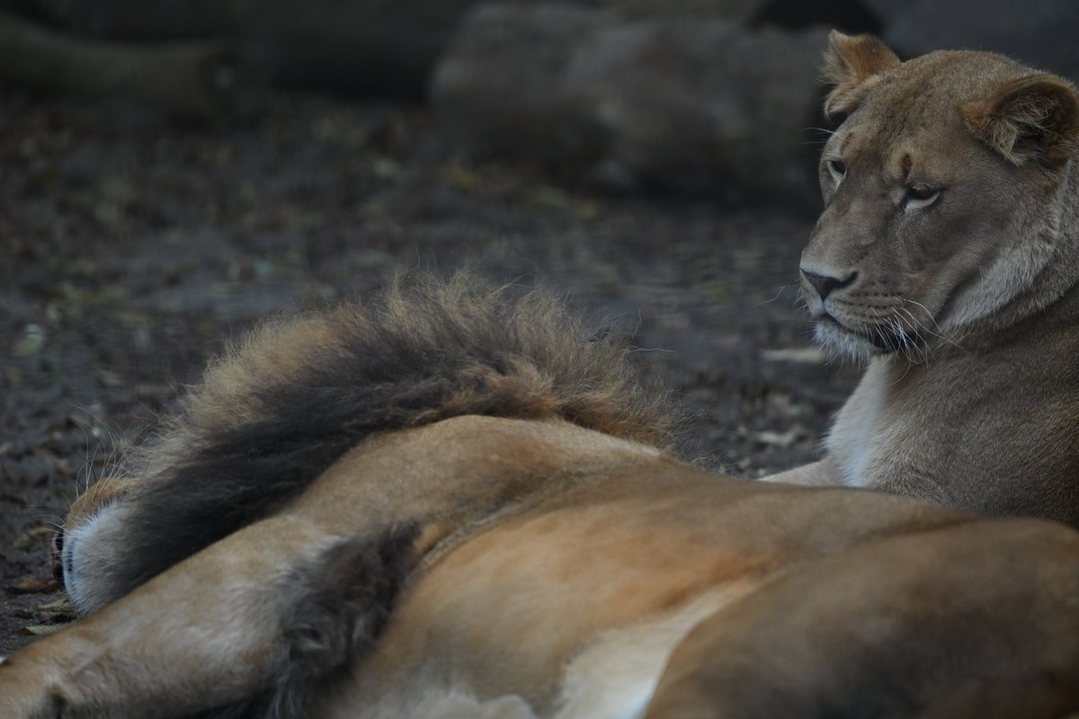 chichenghu30379's tweet photo. ①②猛獣館の閉館間際にイオの近くに寝そべったオリト🦁
この表情から、イオは何を思っているのやら😓
③「猛獣館、閉館の時間になりまーす。」と係りの方が来たので最後にガラス面から1枚📷
このツーショットが写せただけでも行って良かったです😁

#旭山���物園　#ライオン　#オリト　#イオ https://t.co/qBIy3wHp8R