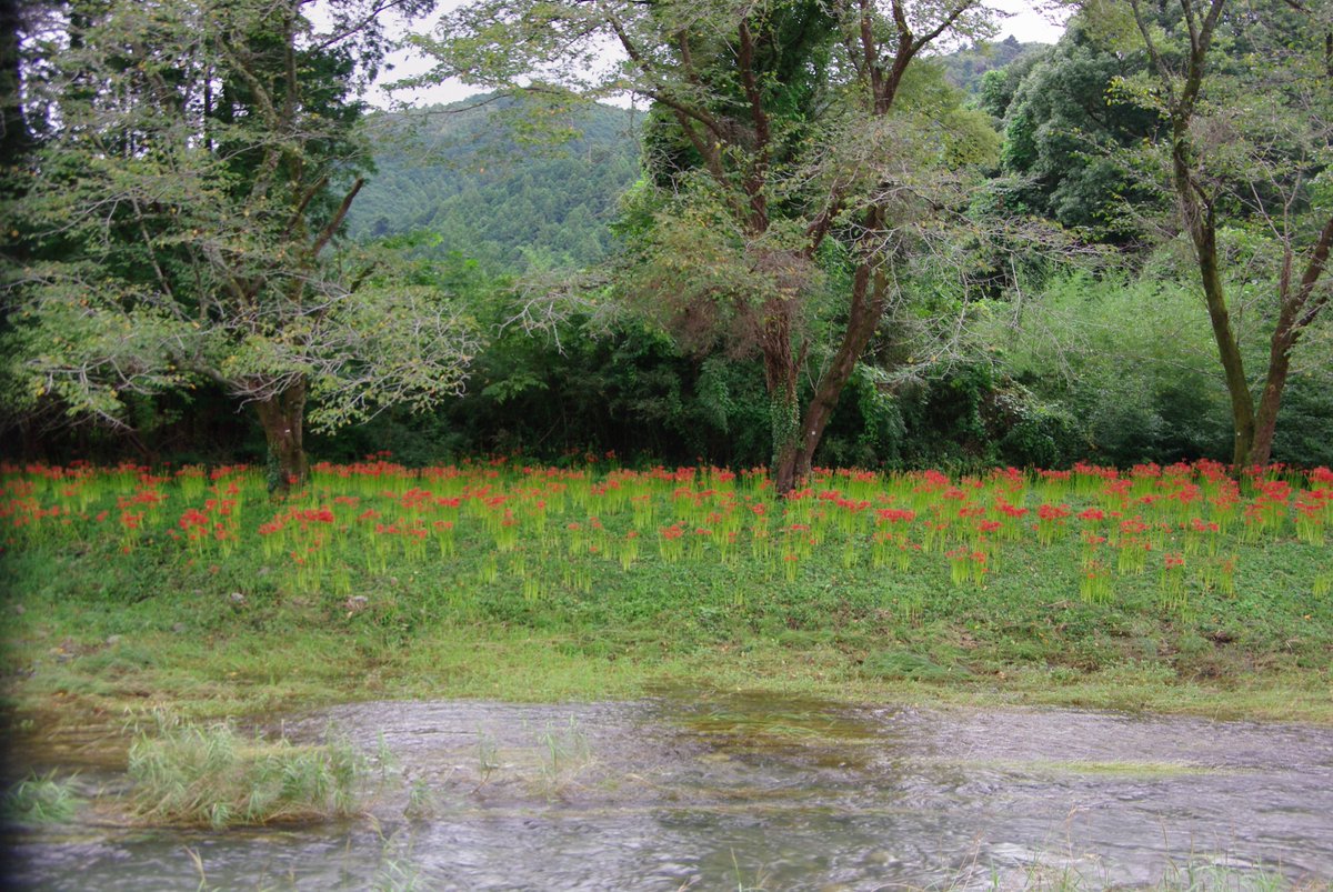 HiAmutsuki's tweet photo. 2026年9月18日
埼玉県秩父郡東秩父村『腰越の彼岸花群生地』
安戸河原遊歩道から歩いて10分ほどの場所で、こちらもすぐそばで彼岸花が見られます。開花状況は5分から6分咲きと言ったところでしょうか。#槻川 #曼珠沙華 https://t.co/2IRXLiSWxK