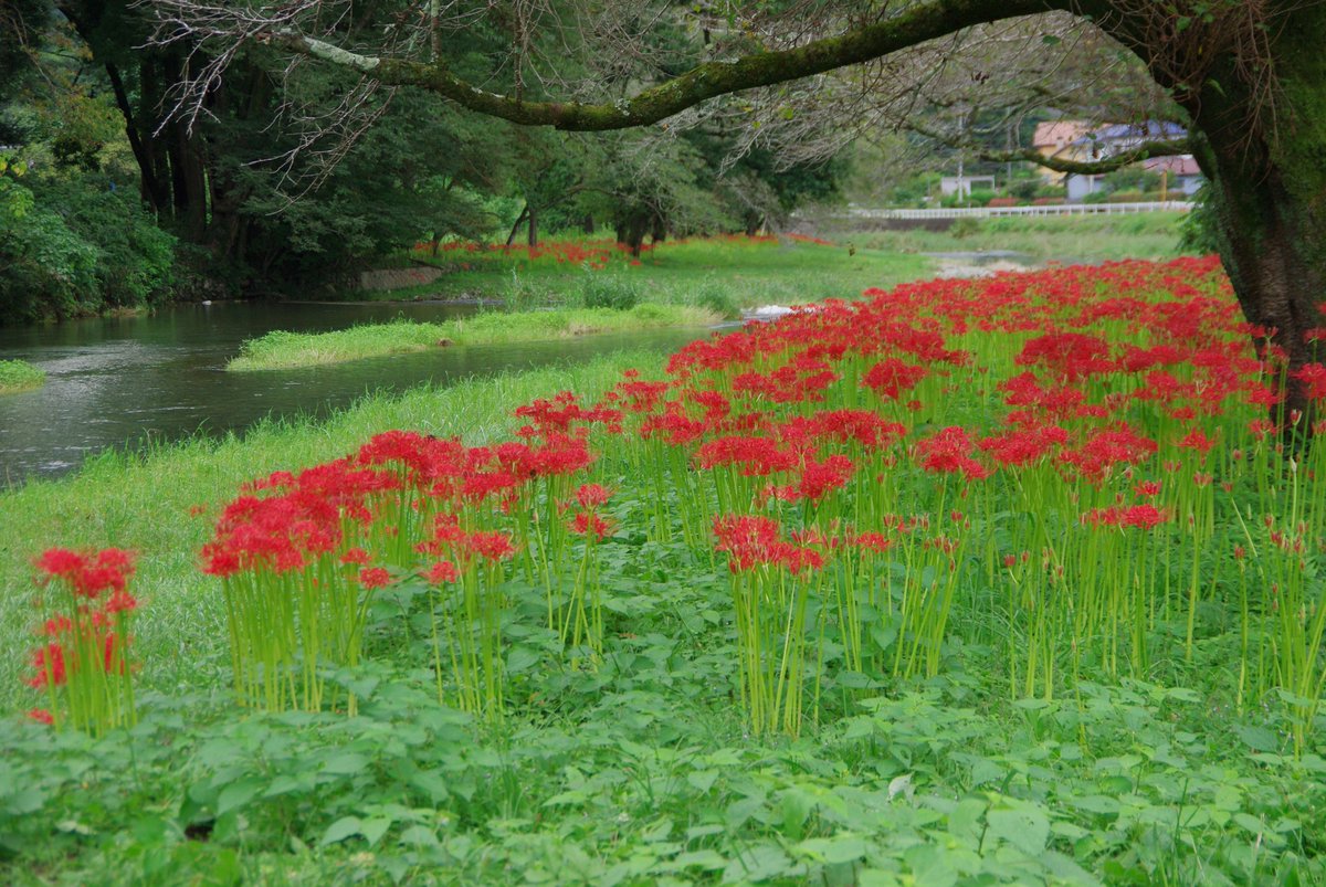 HiAmutsuki's tweet photo. 2026年9月18日
埼玉県秩父郡東秩父村『腰越の彼岸花群生地』
安戸河原遊歩道から歩いて10分ほどの場所で、こちらもすぐそばで彼岸花が見られます。開花状況は5分から6分咲きと言ったところでしょうか。#槻川 #曼珠沙華 https://t.co/2IRXLiSWxK