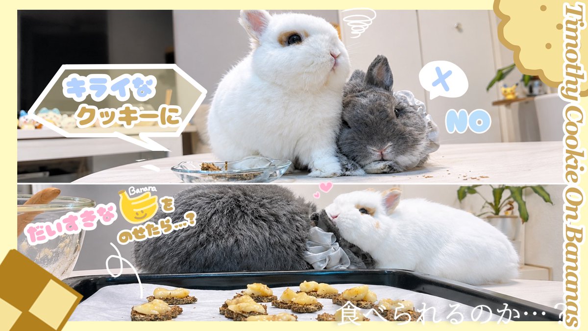 Fuwarate0107's tweet photo. 動画更新しました〜✨

前回食べてもらえなかった
チモシークッキーのアレンジに挑戦しました！
大好きなバナナと苦手なクッキー…
果たして勝つのはどちらでしょうか？🙄

ぜひあそびにきてね！

https://t.co/KAVThCVK0c

#チモシークッキー　#うさぎ多頭飼い　#うさぎと暮らす https://t.co/FQtZ5QEPh8
