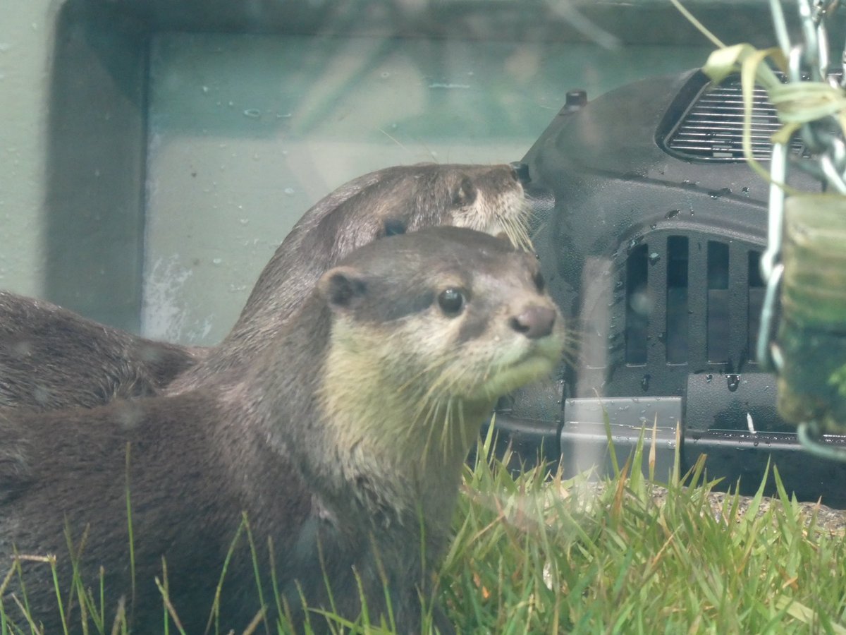 INI_1218's tweet photo. ちなみにふつちなみに今日は初のサンシャイン水族館で癒されていた https://t.co/sXAoGNGmsK