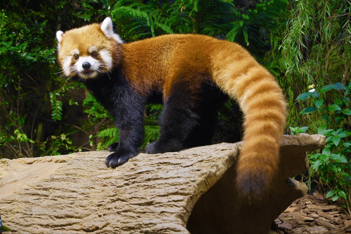 zooeypeng's tweet photo. #yaffa
#riverwonders
#singapore
#mandai
#redpanda https://t.co/FTIFi2Tfy1