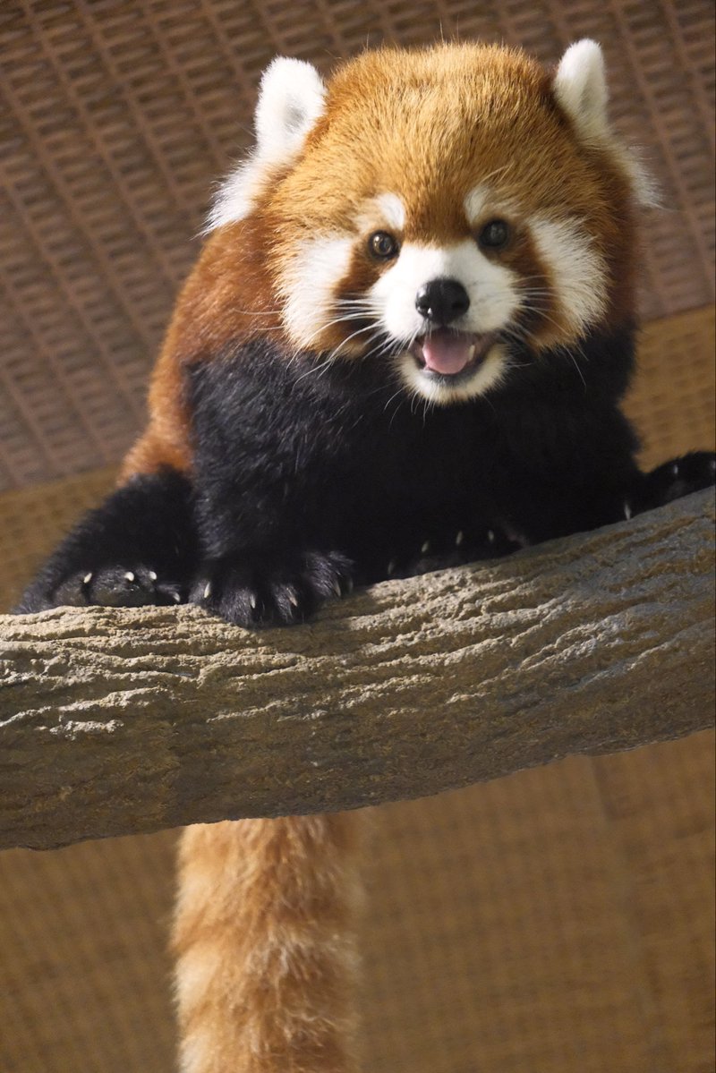 zooeypeng's tweet photo. #yaffa
#riverwonders
#singapore
#mandai
#redpanda https://t.co/FTIFi2Tfy1