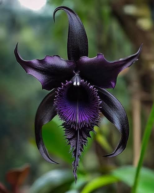 AmazingNature00's tweet photo. 🖤🦇 Black Bat Orchid — a flower that looks like it belongs in a mysterious fantasy world.
Its dark petals and unusual bat-like shape make it one of nature’s most fascinating blooms.
Rare, dramatic, and beautifully strange, this orchid is truly a masterpiece of the natural world. 🌺✨