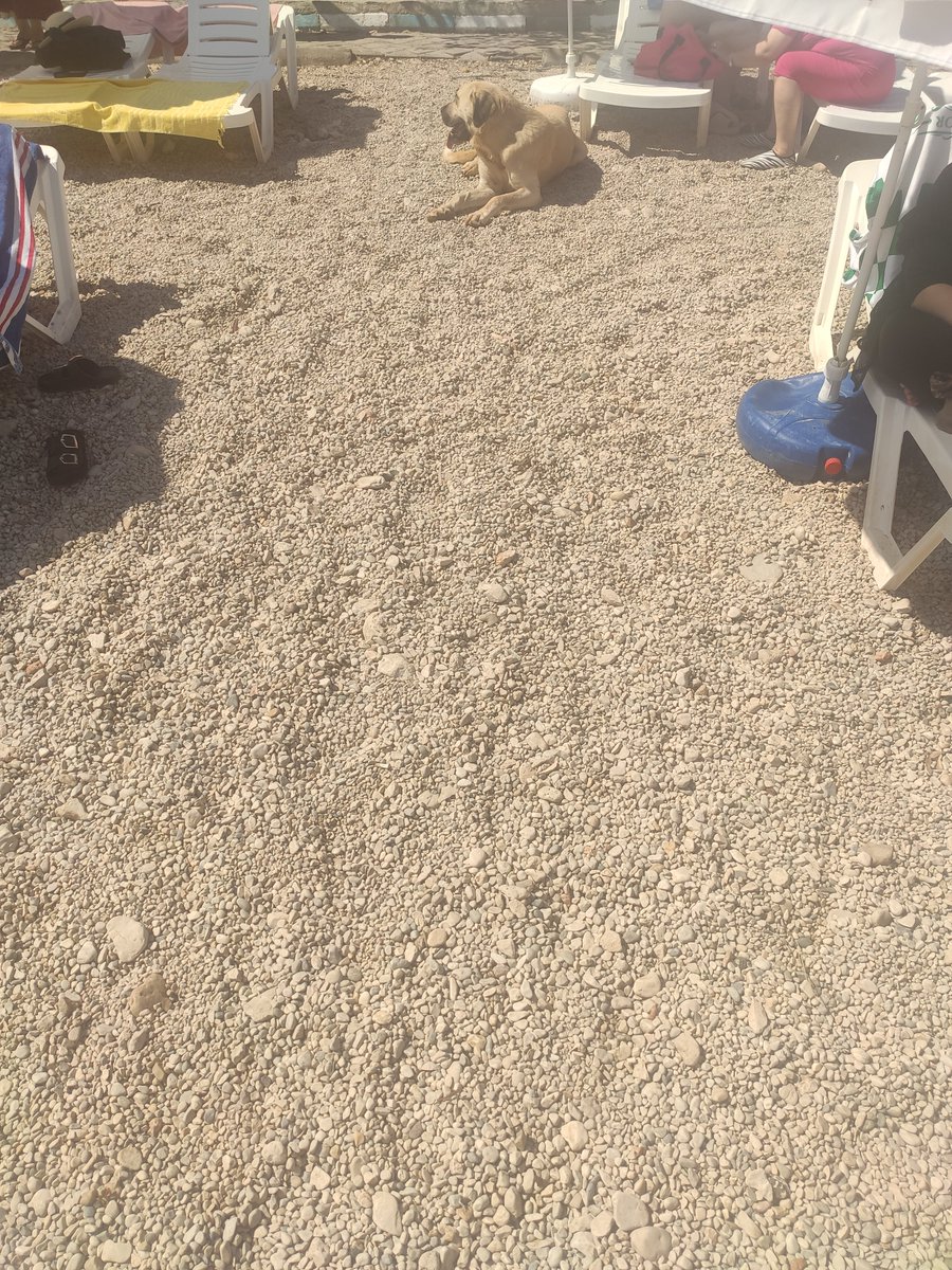 Hayvanmuhendis1's tweet photo. @kasbelediye akçegerme plajında başıboş köpek var sözde mavi bayraklı https://t.co/Y81JCvID41