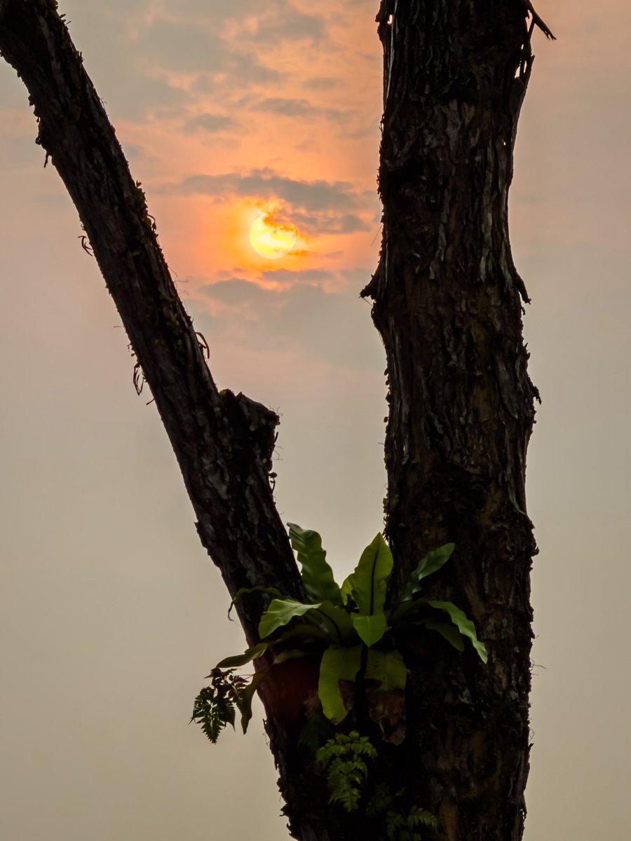 javanng's tweet photo. Finding beauty in a veiled sky. Today’s hazy sun has its own unique soft glow.

#sunsetoftheday #hazysunset #singapore #whatisee #shotoniphone https://t.co/aqFPdvqOK1