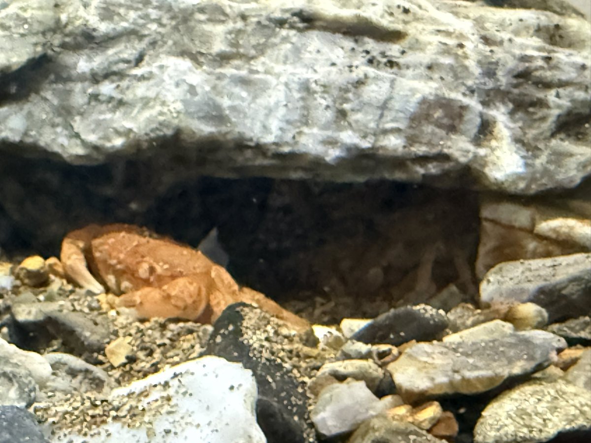 cenyore's tweet photo. 今日の我が家の生き物たちニュース！

サワガニのメスが脱皮しました〜
グッピーの赤ちゃんが誕生しました〜

おめでとうございます
＼(^o^)／ https://t.co/97SwaDp8P7
