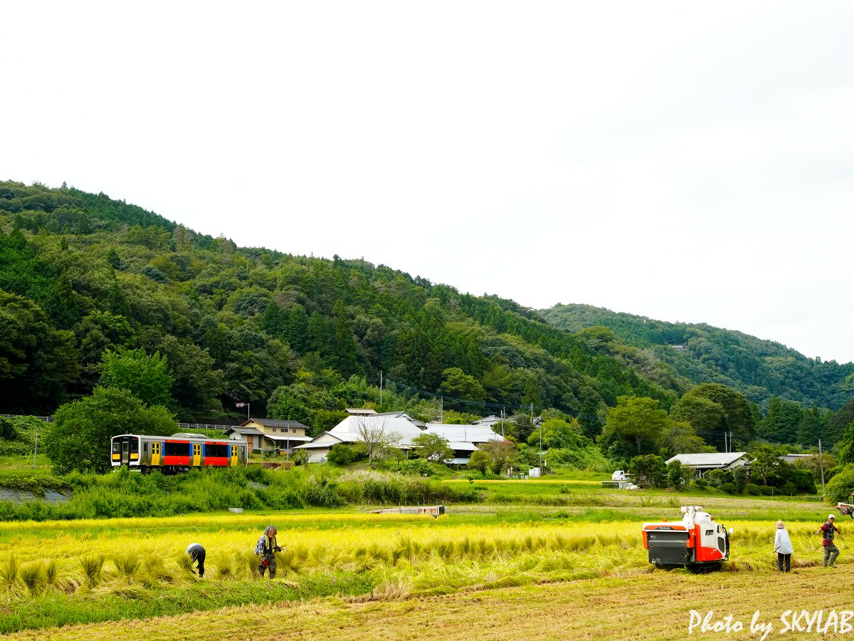 tyupichan's tweet photo. 今日のJR水郡線の風景です。雨続きの奥久慈。でも秋は着実に深まっています。彼岸花，百日紅，そして稲刈りの風景は，秋の風物詩です😊 https://t.co/3NO6XeHXGH