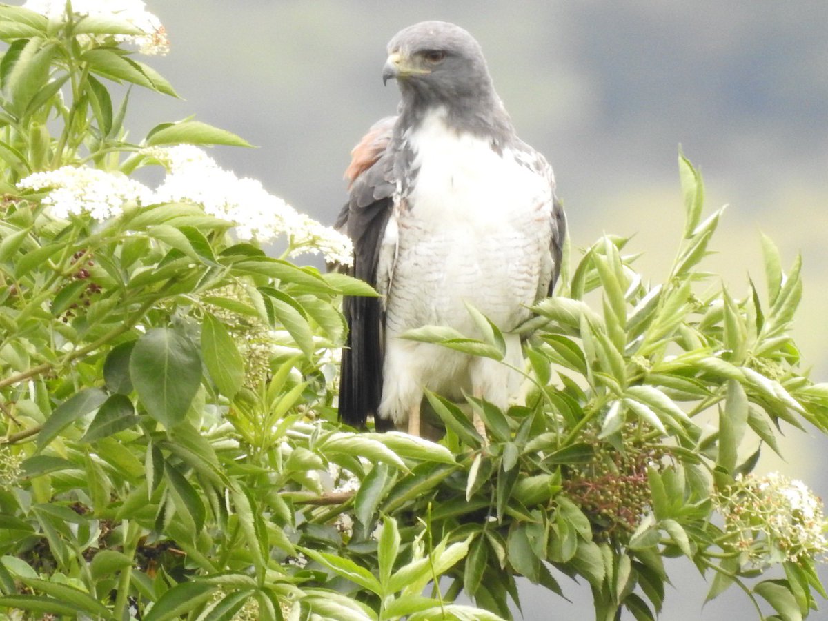 Alfred_Balle's tweet photo. El río Bogotá  continúa dando señales alentadoras de recuperación.

Nuestros monitoreos de la @CAR_Cundi en la cuenca media registraron más de 100 animales silvestres, 92 de ellos aves, algunas con categoría de amenaza, como la tingua bogotana, además de otras especies acuáticas, terrestres y migratorias.

La presencia de estos animales es un indicador de que la restauración ecológica está dando frutos.