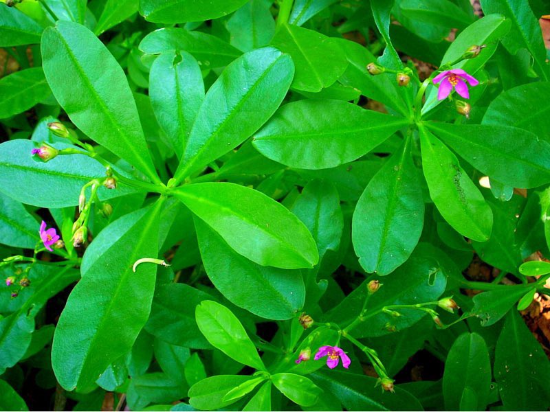 HerbalistChief's tweet photo. Top vegetables that eats up sugar from your body; 

🌿waterleaf
🌿bitterleaf
🌿okro
🌿spinach 
🌿asparagus 

Nature heals. https://t.co/I8f3IepDV1