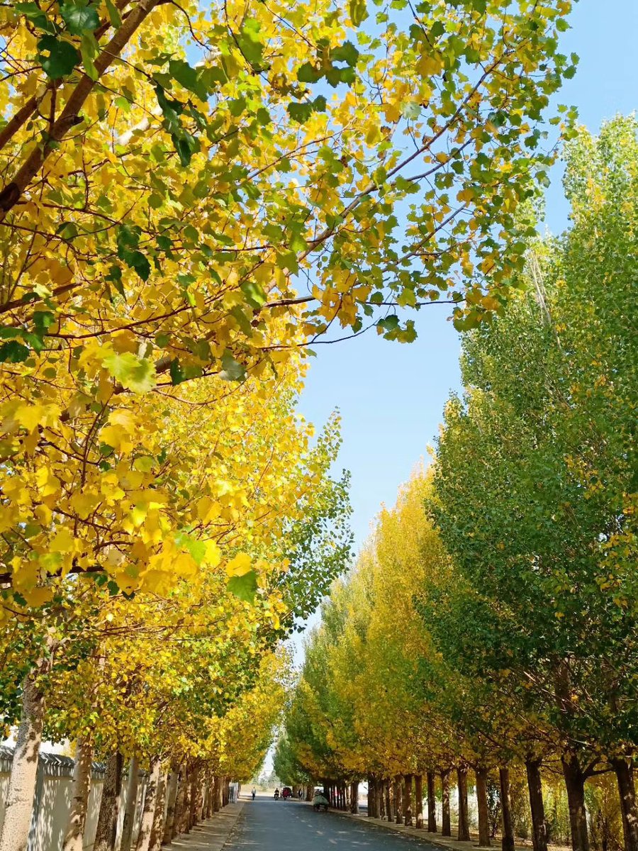 carlw739417's tweet photo. Golden autumn breeze, pumpkin spice latte in hand, perfect weekend vibes! ， https://t.co/vICaeC4Qjz