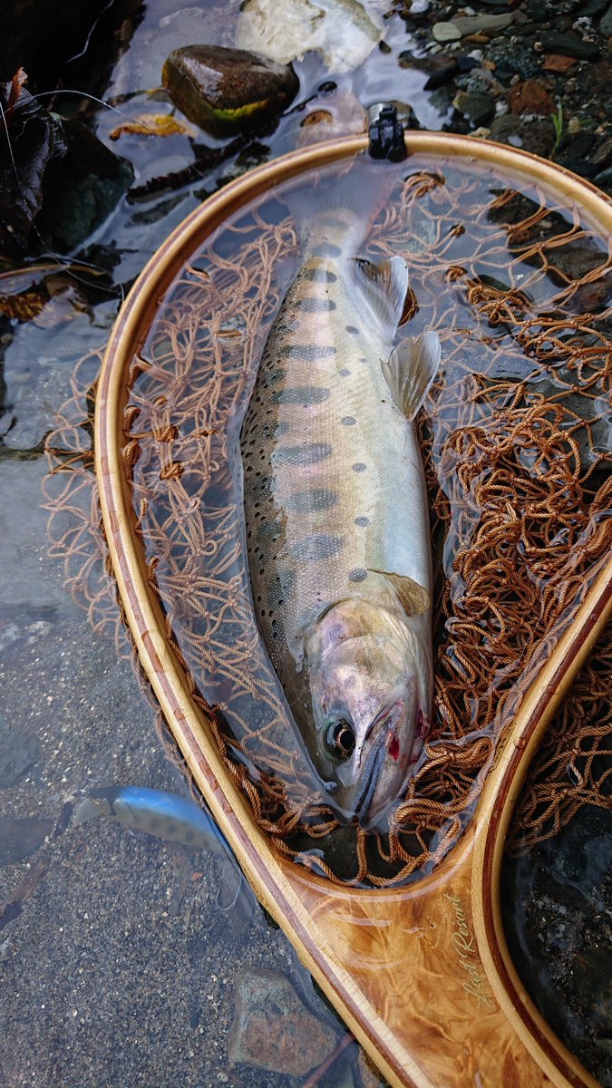 kenchang_RX's tweet photo. 雨降る前に🎣
退渓がめんどくさいルートでしばらくやっていなかった区間へ
釣り人が入っていなかったのか、そこそこ釣れて楽しめました😇
新たな退渓ルートを開拓するも急登でキツかった😪
#exts464ul
#exts52xl
#山女魚ネット
#zico45s
#awayco40s https://t.co/8FYyY7LAmi
