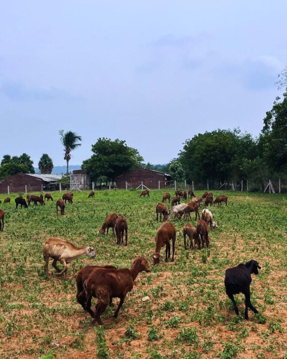 WOTRIndia's tweet photo. For 15+ years, Mirza Mohammad Ali Bek’s 1.25 acres in Arutla, Telangana lay barren. With improved fodder seeds and drip irrigation, supported by @SwissRe, it now grows nutritious fodder, supporting healthier livestock and raising his annual income to ₹5 lakh. https://t.co/6oNz5X4L41