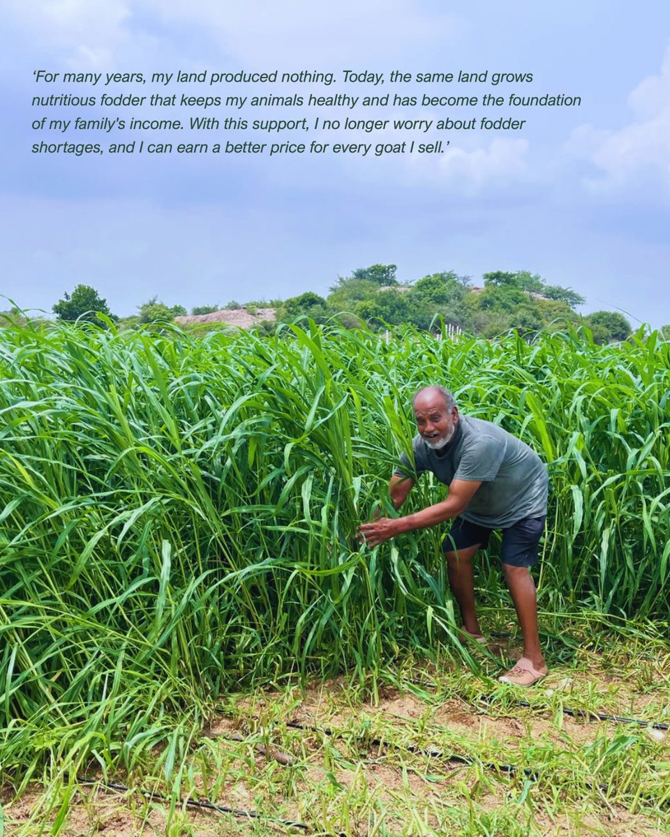 WOTRIndia's tweet photo. For 15+ years, Mirza Mohammad Ali Bek’s 1.25 acres in Arutla, Telangana lay barren. With improved fodder seeds and drip irrigation, supported by @SwissRe, it now grows nutritious fodder, supporting healthier livestock and raising his annual income to ₹5 lakh. https://t.co/6oNz5X4L41