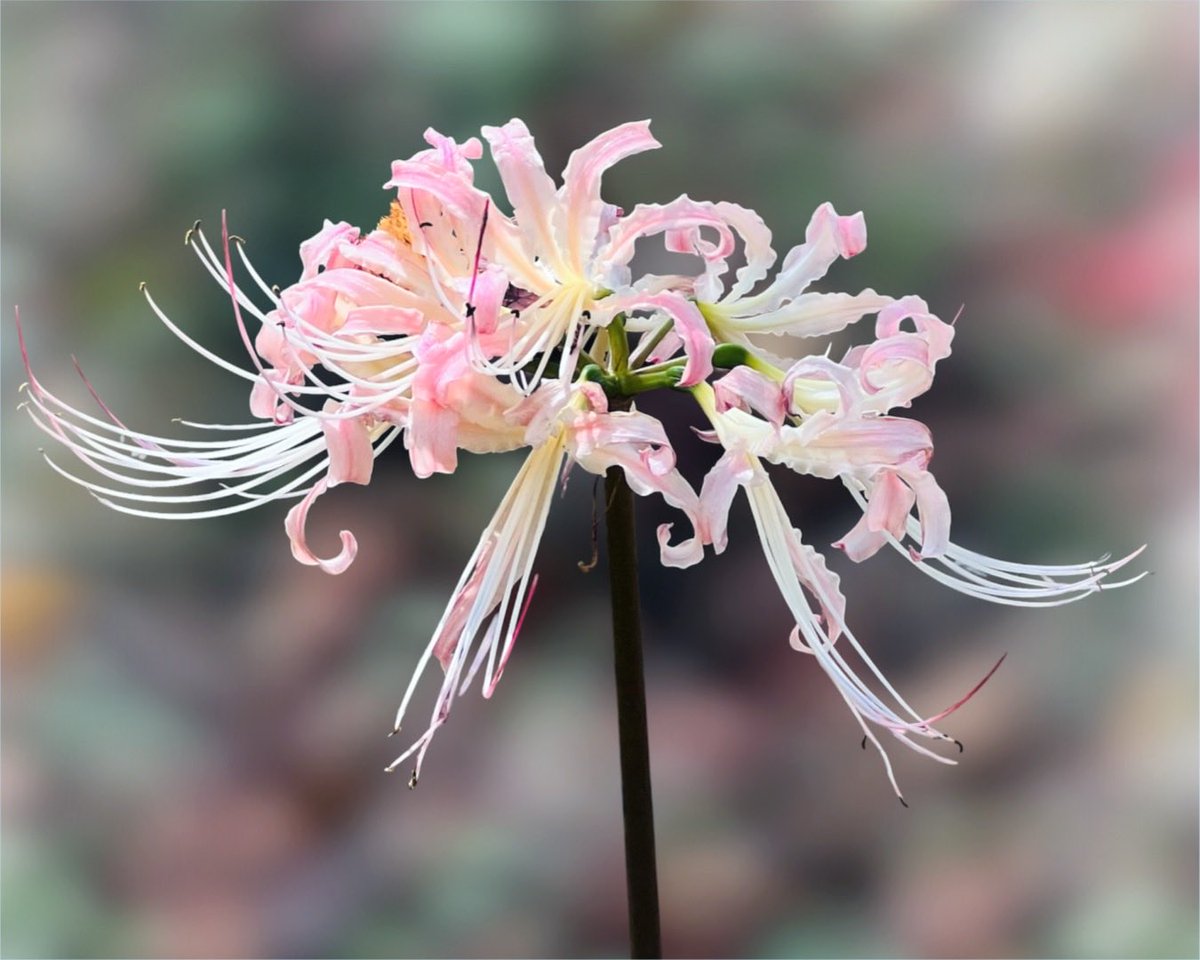 Photo07Machi10's tweet photo. 花 植物 実 自然 景色
#TLを花でいっぱいにしよう
#キリトリセカイ #花写真
#リコリス https://t.co/kfL1lzyS2e