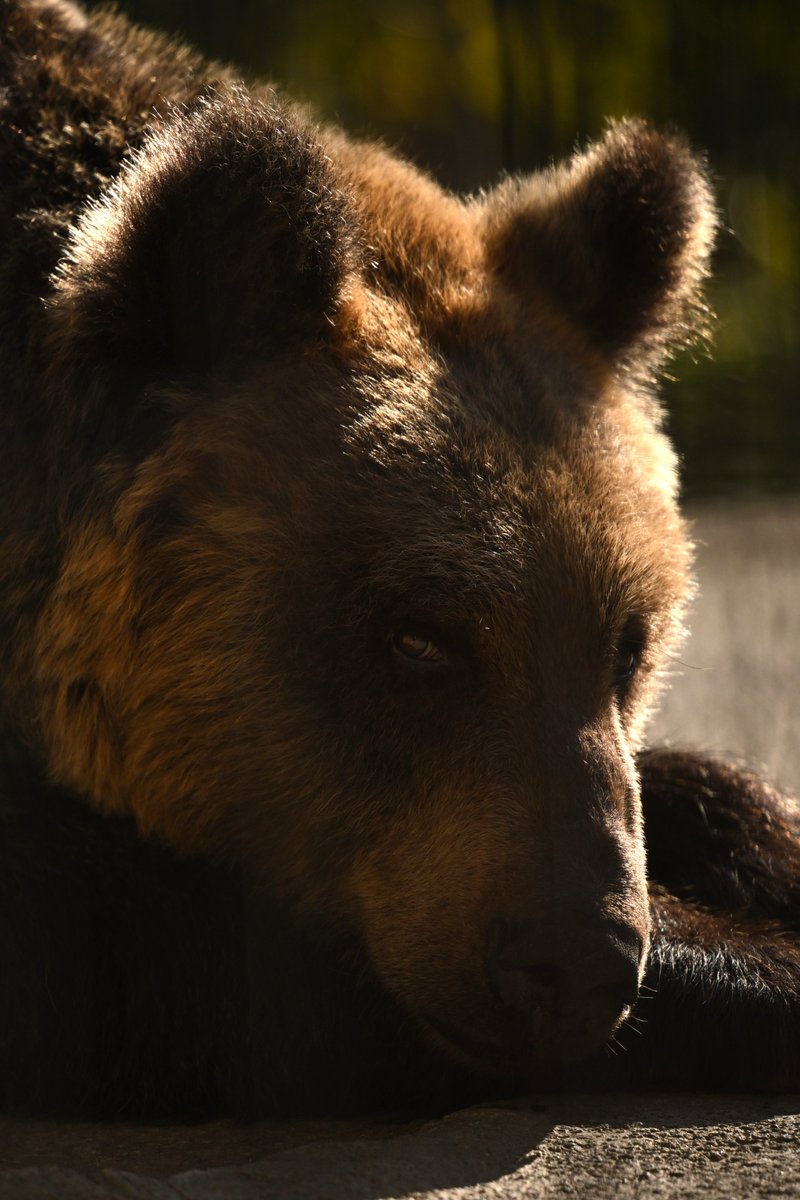 chichenghu30379's tweet photo. 出窓の前で佇んでいたとんこ🐻
寝ているのかと思ったら・・・💦

#旭山動物園　#エゾヒグマ　#とんこ https://t.co/adjNHIy19F