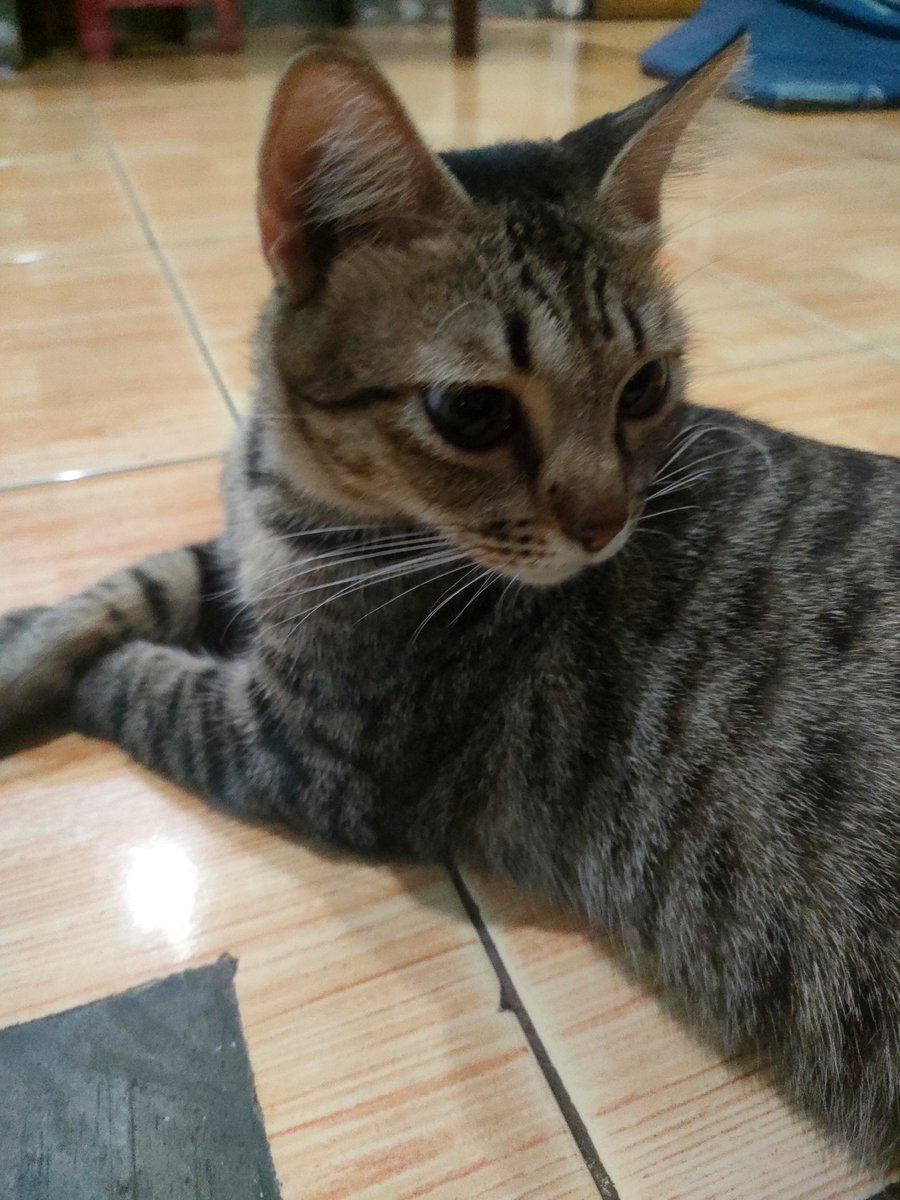 fiisyahr's tweet photo. Kucing abis divaksin emg jadi kalem ya? Ini salah bawa pulang kucing gak sih? 😭😭😭😭😭😭 https://t.co/mR6vYLtkx8