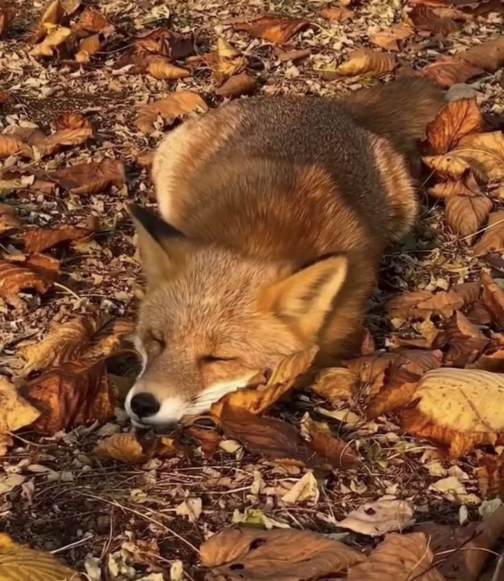 sylvanwarbler's tweet photo. ☾⋆｡🎃𖦹 °✩ autumn themed - animal themed diets ✩₊˚.🍁⋆☾⋆⁺🍂₊✧ a 🧵 for edtwt ‧₊˚ ☽ ⋅
    ∴｡　
　･🕸ﾟ*｡. 
　　･ *ﾟ
　 ･ ﾟ🦇*
     ･｡     
   *･👻｡
      *.｡ 
           ｡･
              °*🎃. ﾟ｡ https://t.co/BZxlXZCtbq