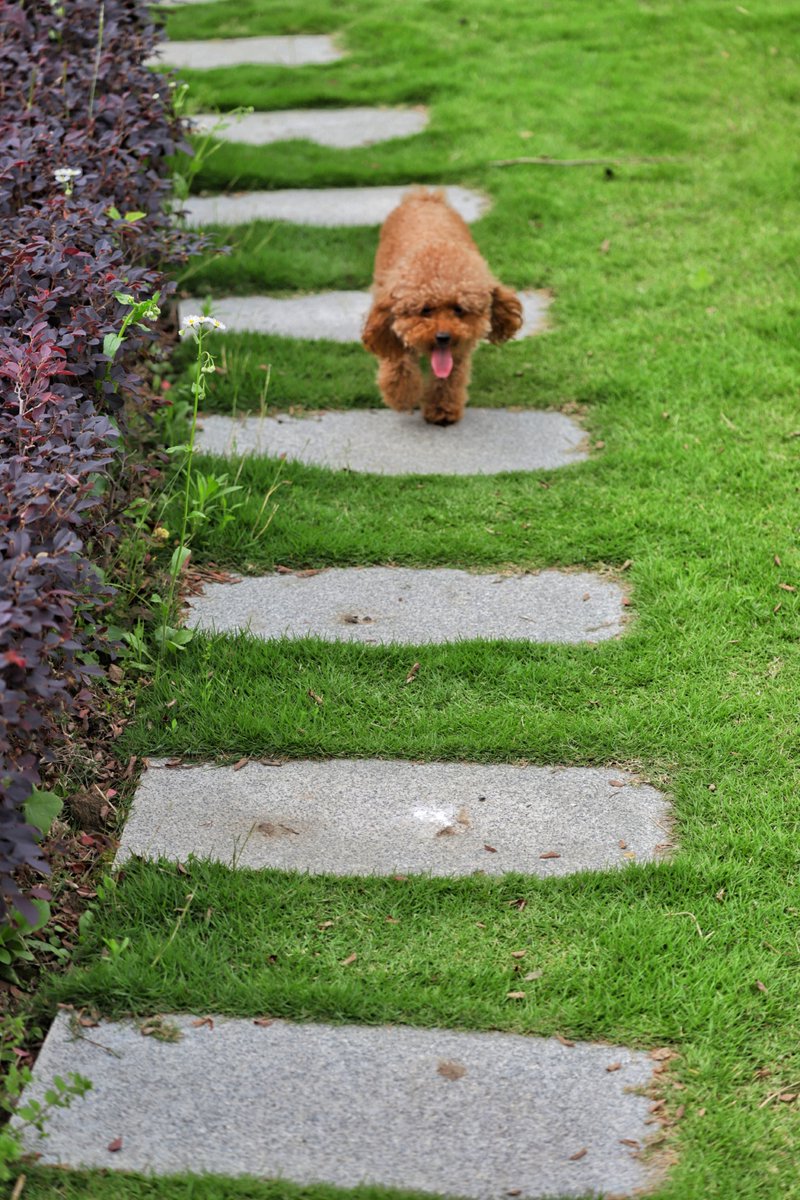alesw693033's tweet photo. Watch your little pup go from wobbly first steps to zoomies around the yard—growth hits different when it’s fur-covered and full of joy! ， https://t.co/7oBUw60qmu