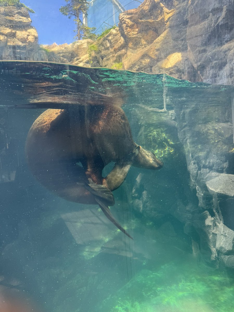 mopp_126's tweet photo. イワシの水槽にわたしのたくましい二の腕映ってるからみて。トドが水中で回転しながらケッケしてるとこ目撃して大興奮！（トドの毛が入ったキーホルダーとアナグマのボールペン買ったよ。アナグマは餌やり見れてかわいかったから） https://t.co/oZX84SkImt