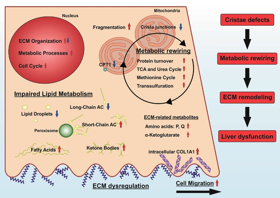 cddpress's tweet photo. “MIC13-linked cristae disruption causes metabolic failure and early fibrotic remodelling in mitochondrial liver disease”

An #iPSC-derived hepatocyte model to investigate MIC13-associated mitochondrial #hepatopathy ⤵️
https://t.co/O1tMkoSdNG https://t.co/I5xhhsuwKW