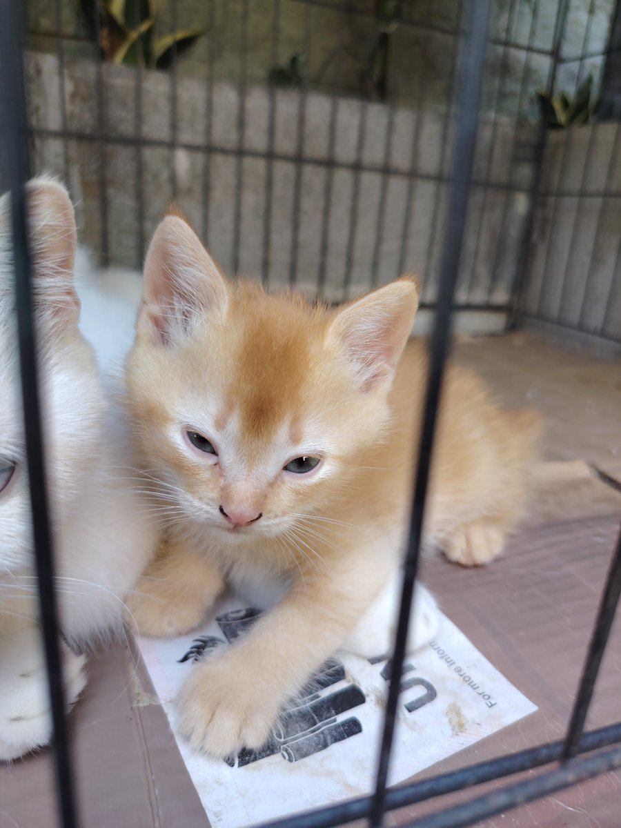 xmaousamax's tweet photo. @intn0dw @unicefess Free adopt kak, oyen bagus nanti gedenya https://t.co/jj71FvHNYR