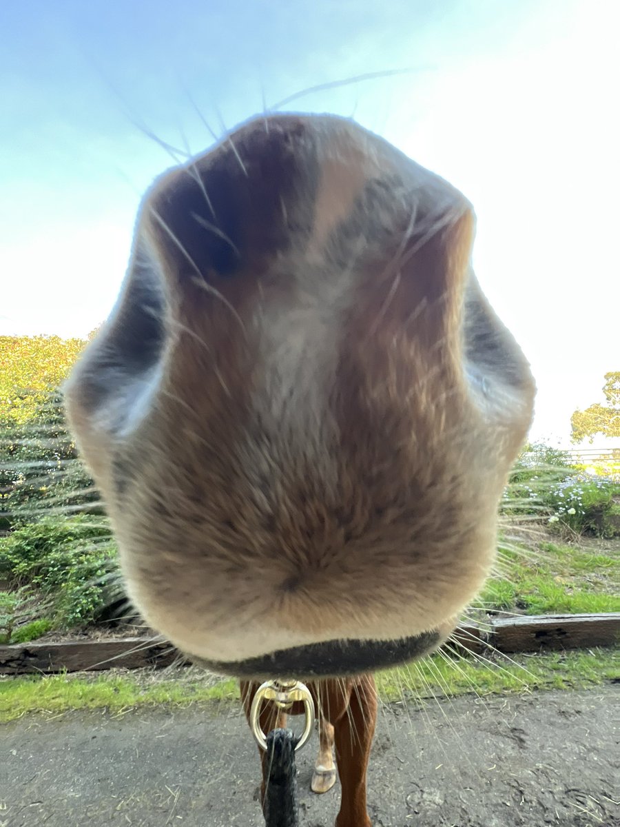 horsenamedsunny's tweet photo. Hello twitter I don’t suppose any of you happen to have any carrots 👀🥕 https://t.co/CNumbHQa4s