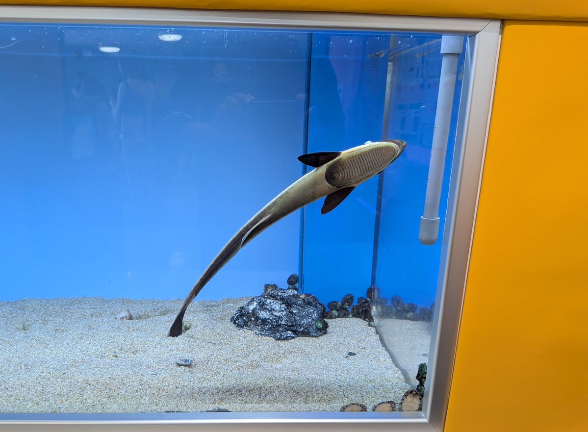 uozuaquarium's tweet photo. 現在開催中の企画展
『ピタッとくっつく！ピタットリウム』ではコバンザメを展示中！
アクリル面にくっついてくれるように、水槽内の水流を調整したら見事にくっついてくれました👍️
小判をじっくり観察できますよ！ https://t.co/7sJbOcD8AI