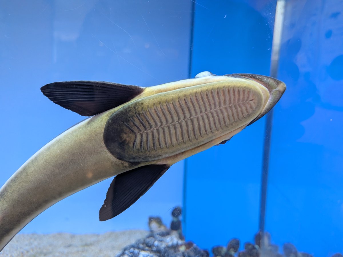 uozuaquarium's tweet photo. 現在開催中の企画展
『ピタッとくっつく！ピタットリウム』ではコバンザメを展示中！
アクリル面にくっついてくれるように、水槽内の水流を調整したら見事にくっついてくれました👍️
小判をじっくり観察できますよ！ https://t.co/7sJbOcD8AI
