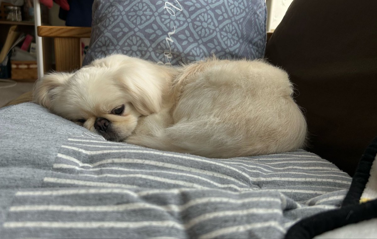 mogupepe_'s tweet photo. お昼寝から目覚めたら隣に可愛い子寝てて神 https://t.co/RqCwSanLk4