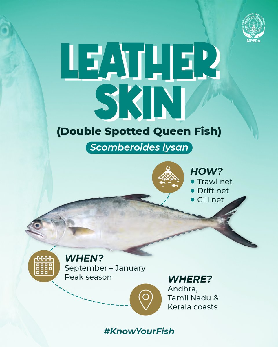 MPEDACOCHIN's tweet photo. The Leather Skin is a striking coastal fish with a distinctive identity! 🐟
Discover where and when this species makes its appearance.
#KnowYourFish #LeatherSkin #DoubleSpottedQueenFish #Seafood #MarineLife #MPEDA
@DoC_GoI
@FisheriesGoI
@Min_FAHD
@MOFPI_GOI https://t.co/zyhdAobCdg