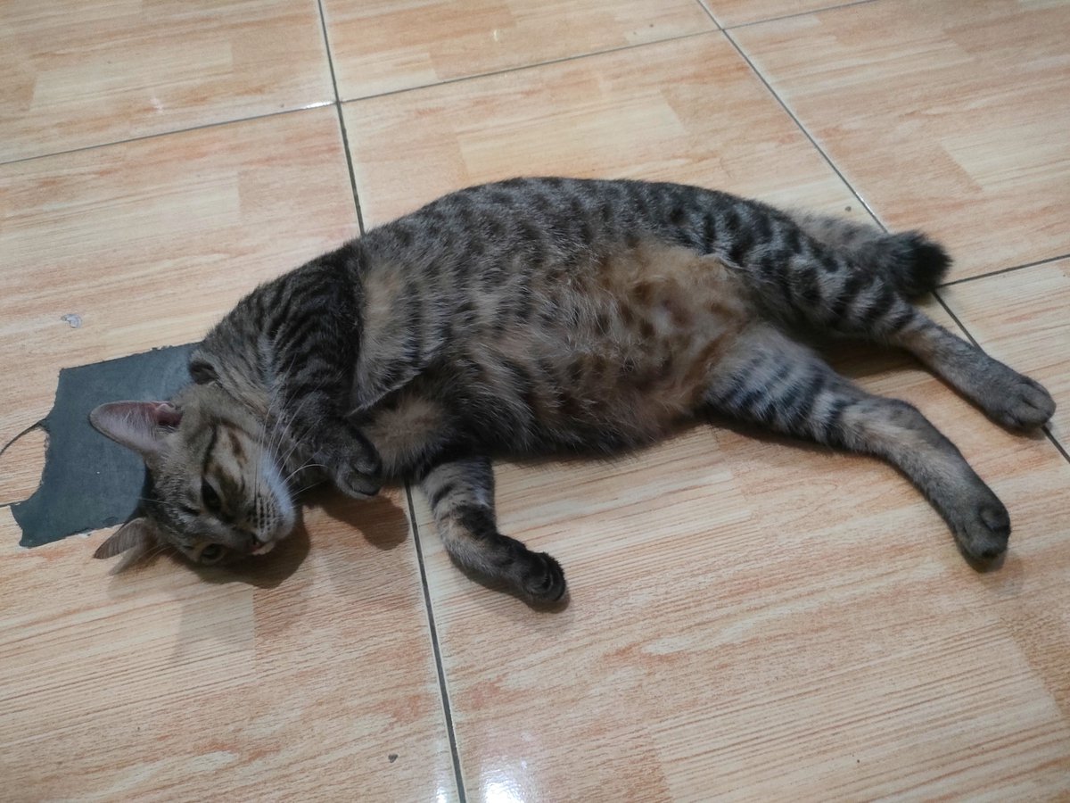 fiisyahr's tweet photo. Kucing abis divaksin emg jadi kalem ya? Ini salah bawa pulang kucing gak sih? 😭😭😭😭😭😭 https://t.co/mR6vYLtkx8