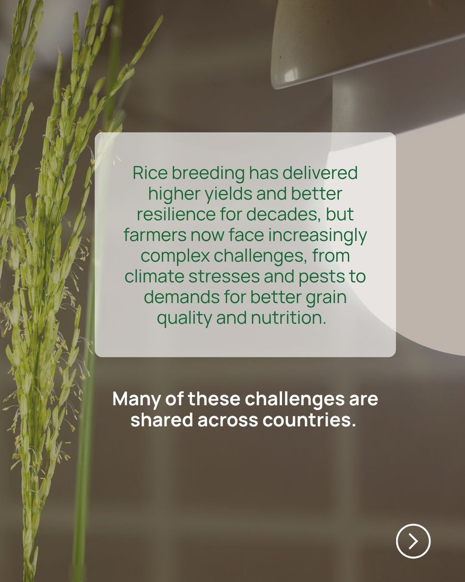 irri's tweet photo. Seeds of Science: What if we could improve rice varieties that farmers already trust &amp; grow, instead of always starting from scratch?

Read the full story on Rice Today to see how this approach is helping breeders develop better rice: https://t.co/lyTsCUUUOt https://t.co/ZL51nQQOQS