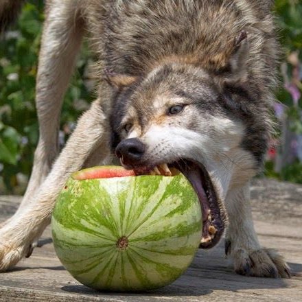 wolfofchan's tweet photo. https://t.co/Z5RutvCE6d