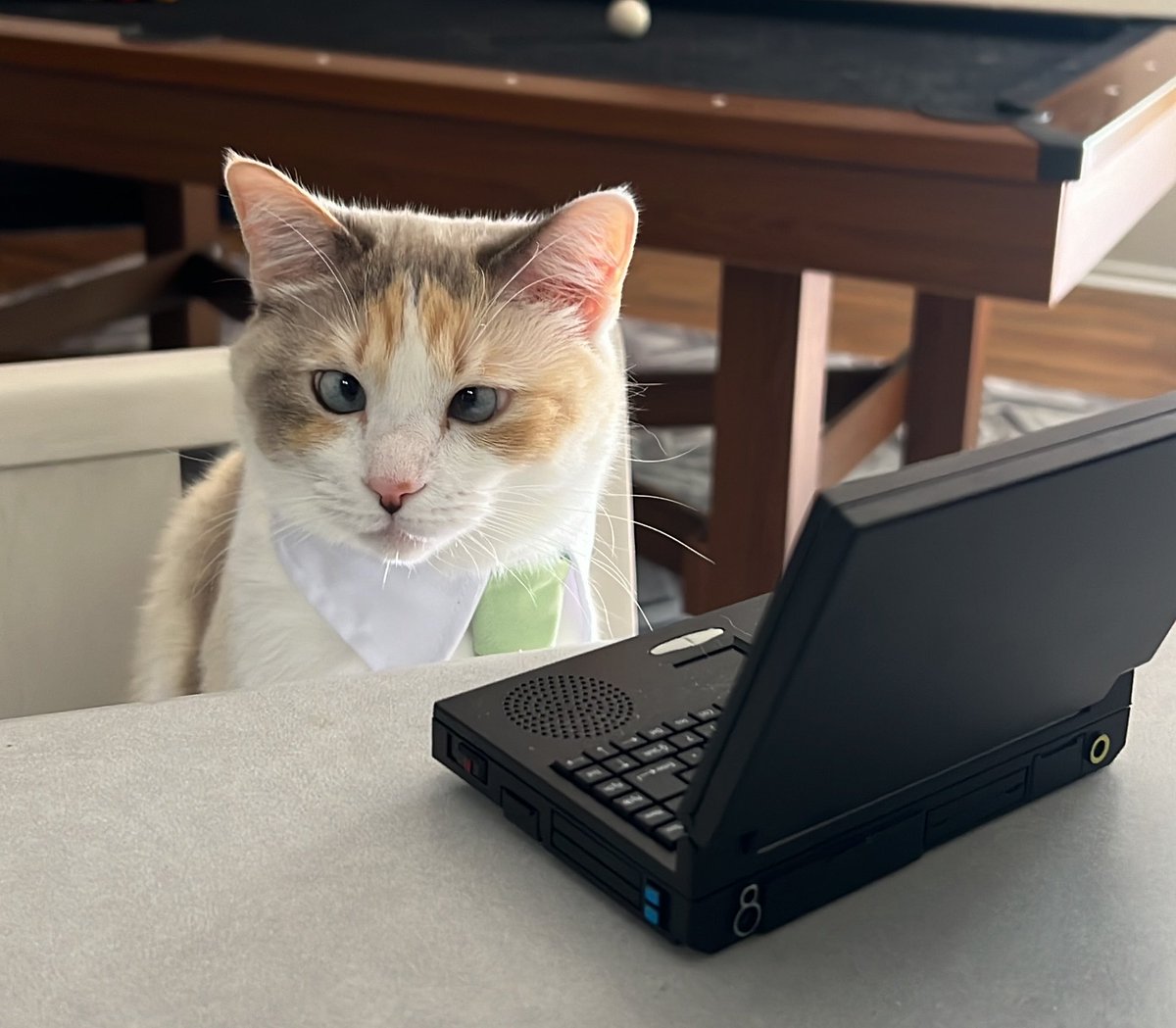 fatfatpankocat's tweet photo. https://t.co/szLam1R8lM